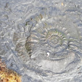 Fossil